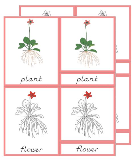 Botany Unit Roots External Parts Montessori Nomenclature 5 Part Cards