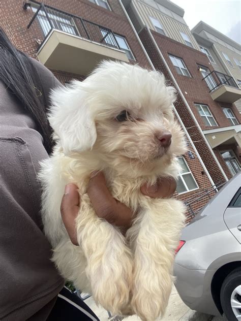 The church hill food tour by discover richmond tours is a great way to explore the food and. Poodle Puppies For Sale | Richmond, VA #323487 | Petzlover