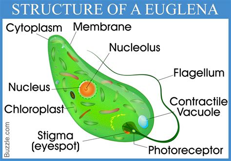 Euglena Cell Model