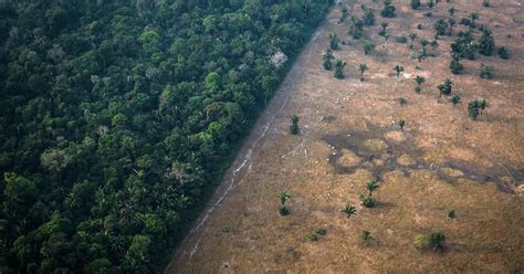 Amazon Rainforest Could Become A Savanna Due To Deforestation Fires