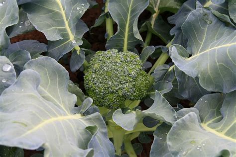 Growing Broccoli The Complete Guide To Planting Growing And