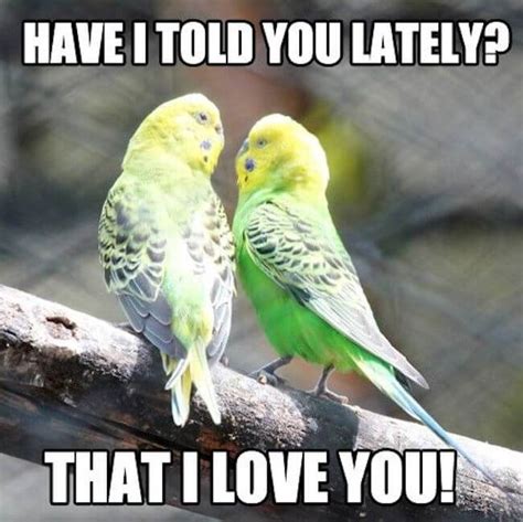 32 Love Memes That Are So Sweet You Can Literally Taste It