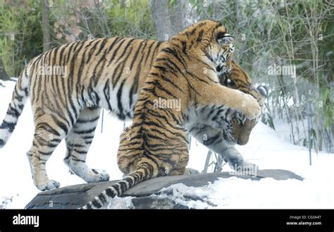 Amur Tiger Cubs Bronx Zoo Hi Res Stock Photography And Images Alamy