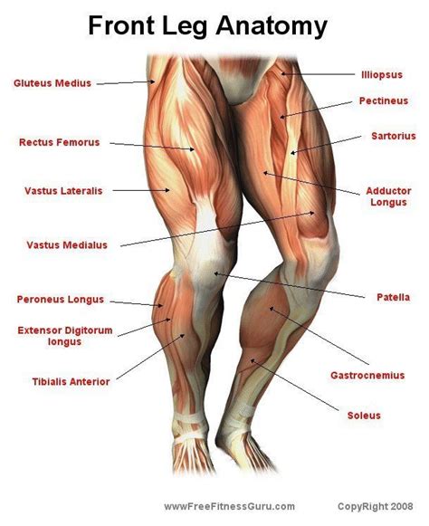 Gluteus maximus and medius, which are the buttocks muscles. Front Leg Anatomy #MissFitGear | Leg muscles anatomy, Leg ...