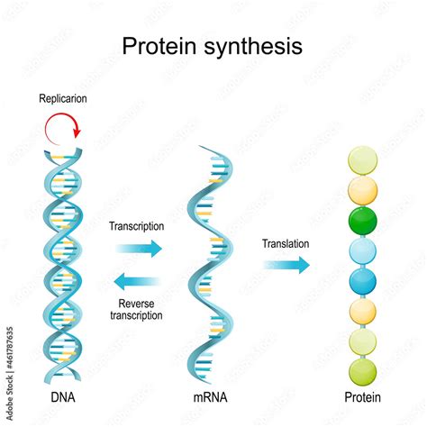 Dna Replication Rna Mrna Protein Synthesis Transcription And Translation Stock Vector