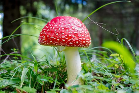 Magic Mushrooms Can Effectively Treat Depression Without Blunting
