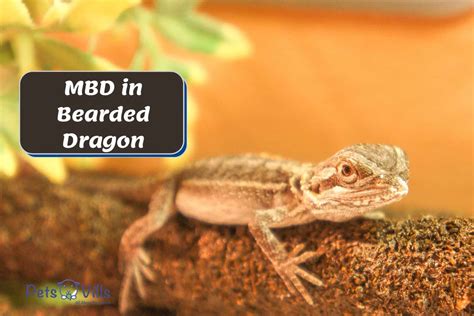 Mbd Bearded Dragon 10 Signs Causes And The Treatment Plans