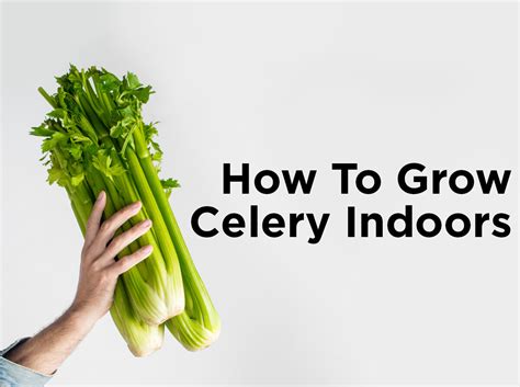 How To Grow Celery Indoors With Hydroponics — Blog