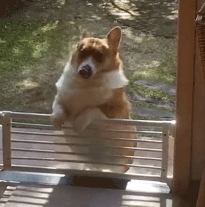 Fat dog gifs, reaction gifs, cat gifs, and so much more. Chubby dogs are cute, but...