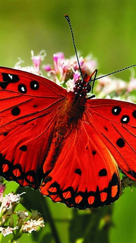 Butterfly Pictures Hd Wallpapers For Android 2021 Android Wallpapers