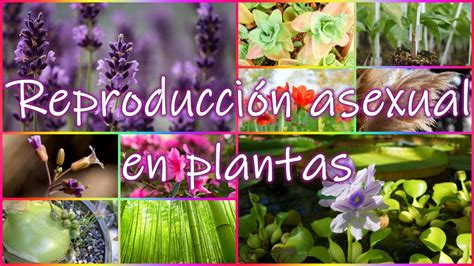 7 Tipos De Reproducción Asexual En Plantas Reproducción Vegetativa Y