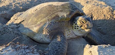 Green Sea Turtle Nest Numbers Hit Record In 2017 Press
