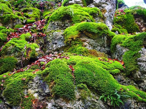 Stone Moss Bemoost Green Overgrown Of Course Forest Forest Floor
