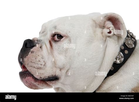 English Bulldog Canis Lupus F Familiaris Headportrait Profile