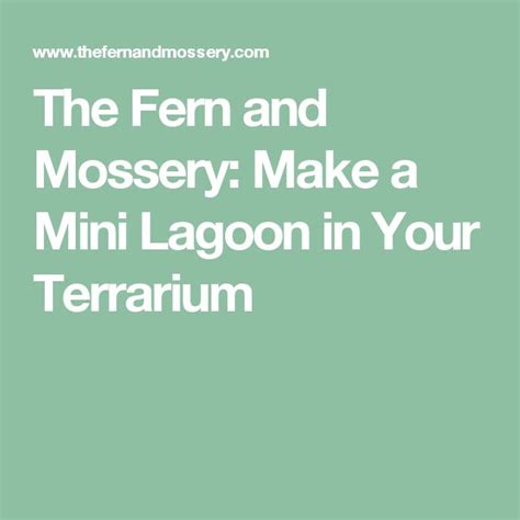 The Fern And Mossery Make A Mini Lagoon In Your Terrarium Orchid