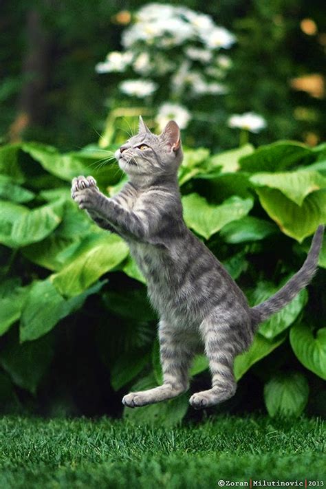 Gambar kartun lucu imut cantik taukmontauk com. 150 Gambar Kucing Lucu dan Imut (Anggora, Persia, Maine ...