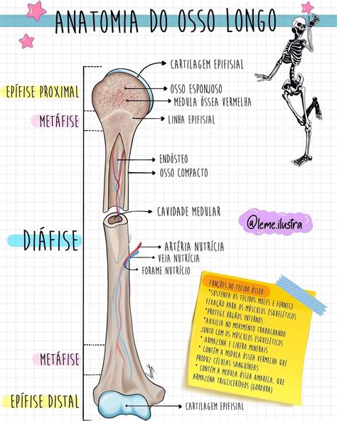 Leme 💙🖌🎶 On Instagram “e Aí Já Aprendeu A Anatomia De Um Osso Longo