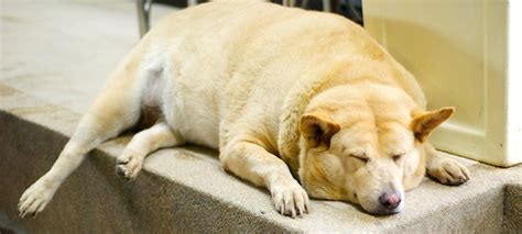 Find images of fat dog. Dog Obesity: The Truth About Starch - Dogs Naturally Magazine