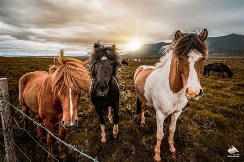 The Icelandic Horse What Makes It Unique All About Iceland