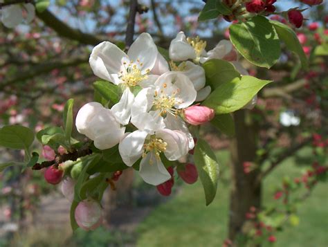 The trees are prized for their hardiness and. crab-apple-flower - Walcot Organic Nursery