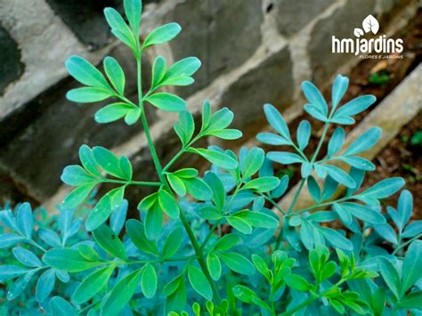 Plantas E Seus Significados