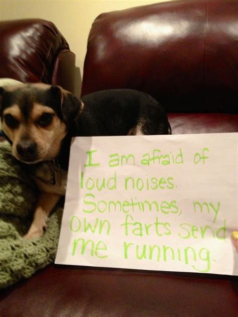 Louie Scared Of Farts Dog Shaming Dog Shaming Photos Funny Animal