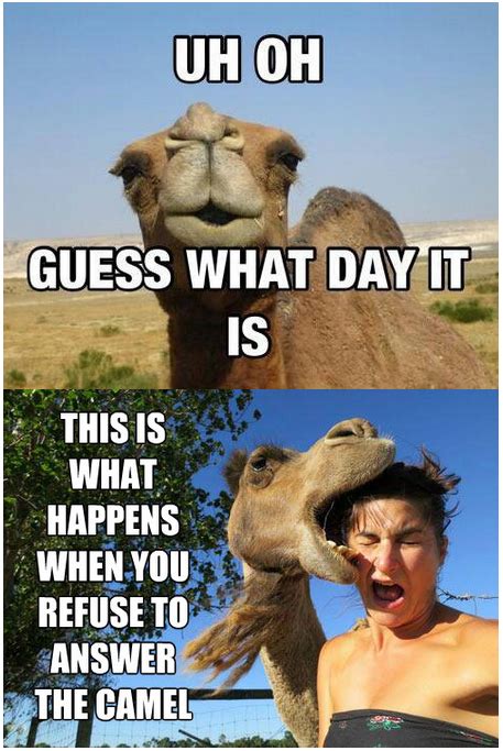 Camel Hump Day Meme Famieview
