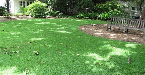 Gardening In Gwinnett St Augustinegrass Lawns Attractive But Challenging