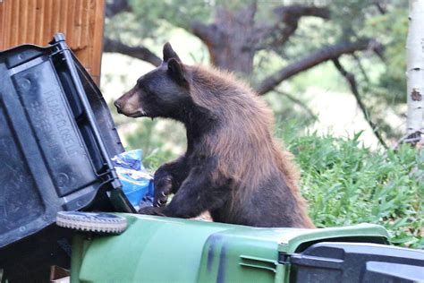 Hungry Bears On The Prowl Ahead Of Hibernation Aspen Public Radio