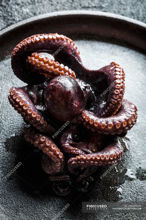 Fresh Raw Octopus — Healthy Octopus Suckers Stock Photo 156339952