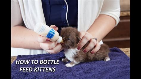 How To Bottle Feed Kittens Kmr Youtube