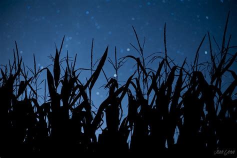 Itap Of A Corn Field At Night Ritookapicture