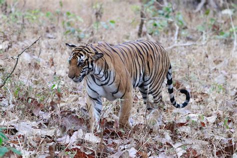 Where Can I See The Bengal Tiger In The Wild