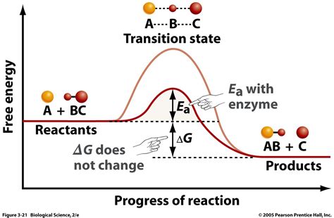 Cell Biology What Advantage Does An Enzyme Serve Over Catalysis By