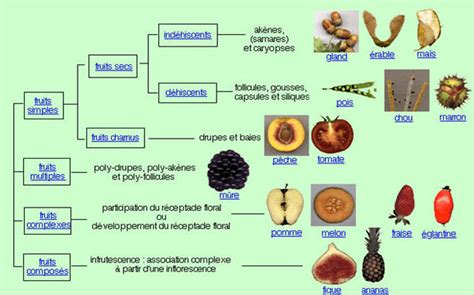Physiologie Du Fruit
