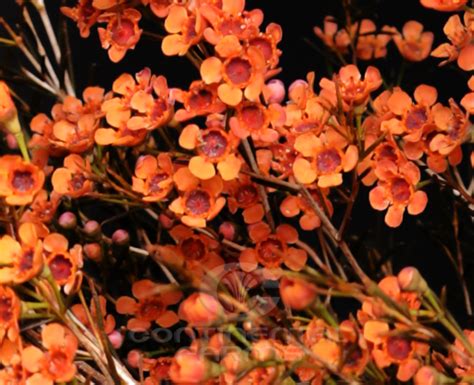 Wax Flower Tinted Orange Continental Farms