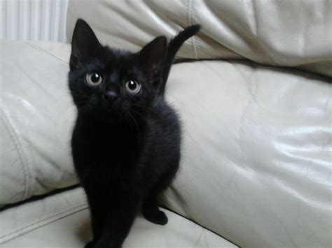 Cute Black Kittens Cute Kittens Photo Fanpop