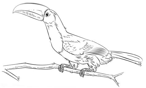 Keel Billed Toucan Coloring Page Free Printable Coloring Pages For Kids