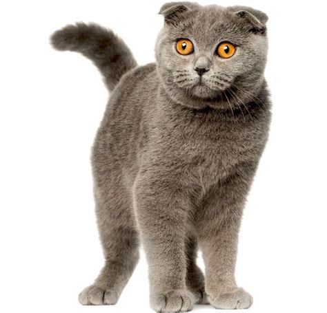 Scottish Fold Cats Breed Facts Review Cats Energies