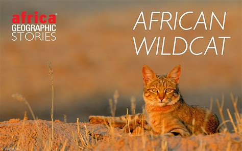 African Wildcat Africa Geographic