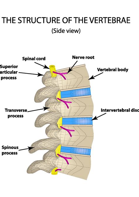 Spinal Anatomy Dr Nikhil Arbatti