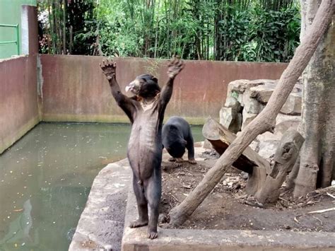 Kebun Binatang Di Bandung Lokasi Fasilitas And Tarif Masuk