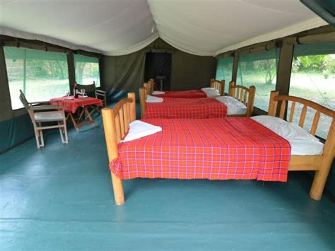 6 Days Masai Mara Lake Nakuru Budget Camping Safari Tripmycity