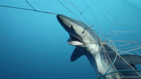 California Bans Controversial Giant Ocean Fishing Nets