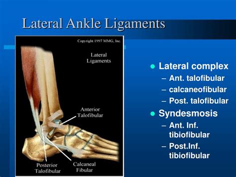Ppt Ankle Anatomy And Exam Powerpoint Presentation Free Download