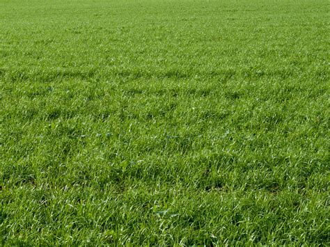 The 5 Best Grass Types For Baton Rouge La Lawns Lawnstarter