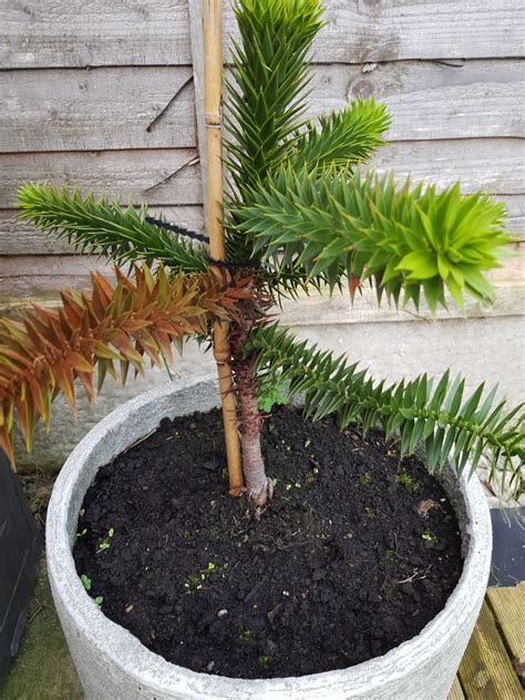 The size of your mollymolly ultimately depends on their diet, water parameters, genetics, and more. Monkey puzzle tree — BBC Gardeners' World Magazine