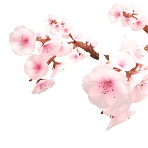 Sakura Cherry Blossom Png Picture Cherry Blossoms With Bunch Of Sakura