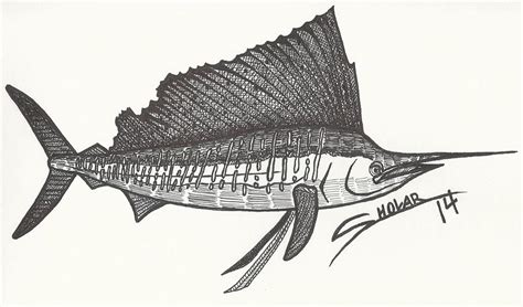 Sailfish Drawing