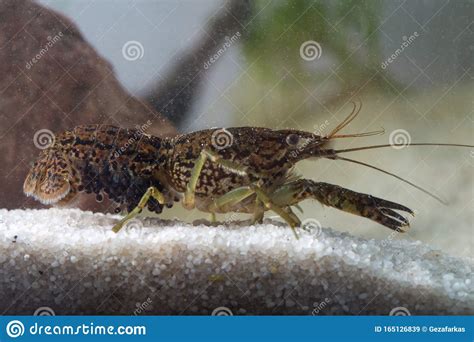 Marbled Crayfish Procambarus Fallax Forma Virginalis Coloso